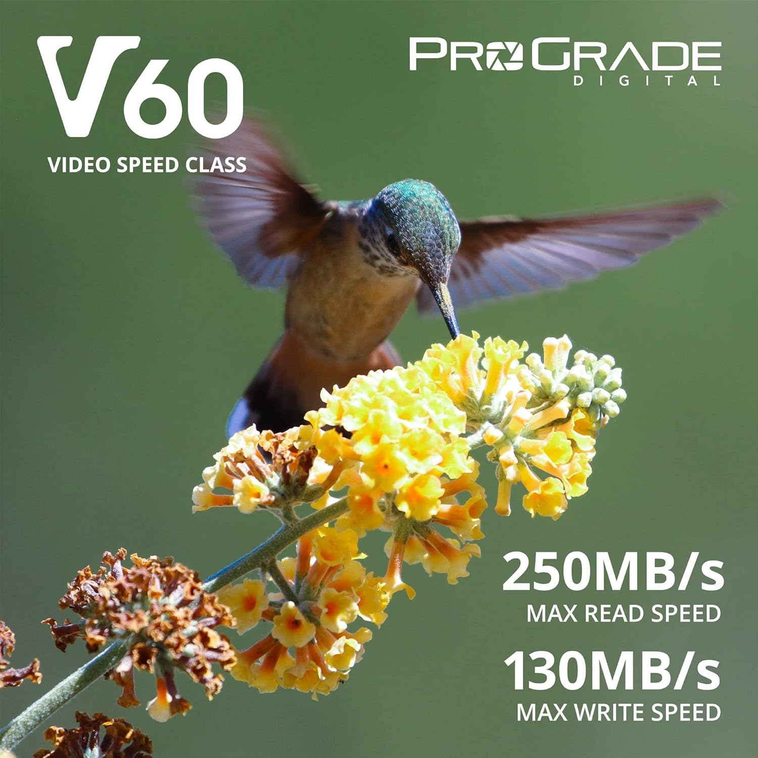 ProGrade Digital SDXC UHS-II V60 Memory Card (128GB), Gold, (Secure-Digital-Cards)