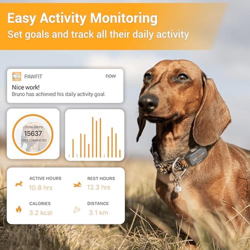 Pawfit Lite: GPS Tracker for Small Dogs – In Use