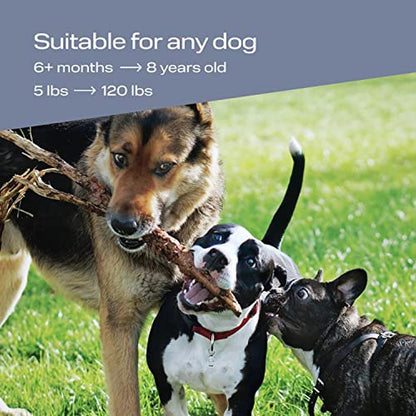 Barking Device: PetSpy N30 Dog Barking Control Device with – In Use